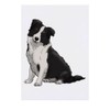 Azeeda 'Sitzender Border-Collie' Temporäres Tattoo - Hautfreundlicher & Ungiftiger Abziehbild