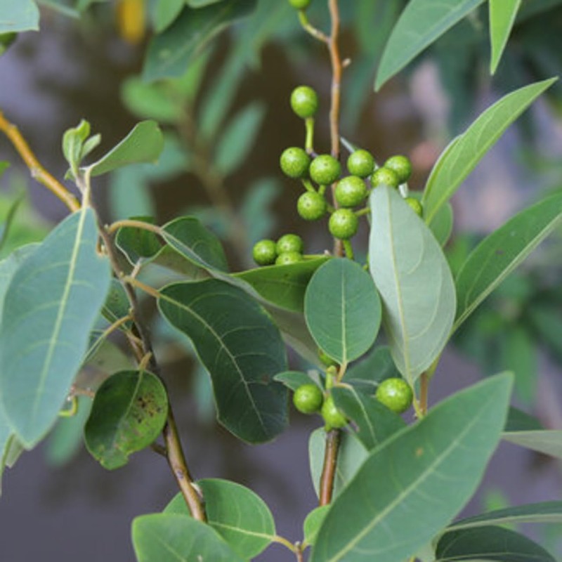 Meichan (Litsea Cubeba) 5ml Incent Essential Oil, Essential Oil, Aroma