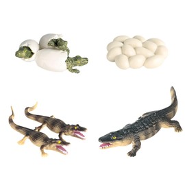 Bohue 4Pcs Crocodile Life Cycle Toys Creative Artificial Animal Toy Simulation Realistic Crocodile Toy Plastic Crocodile Figurines for Teaching Tools School Project