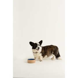 Mason Cash Cane and Blue Lettered Stoneware Dog Bowl, 15cm