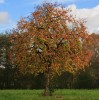 No Brand American Persimmon Tree - Live Plant 6-12" -
