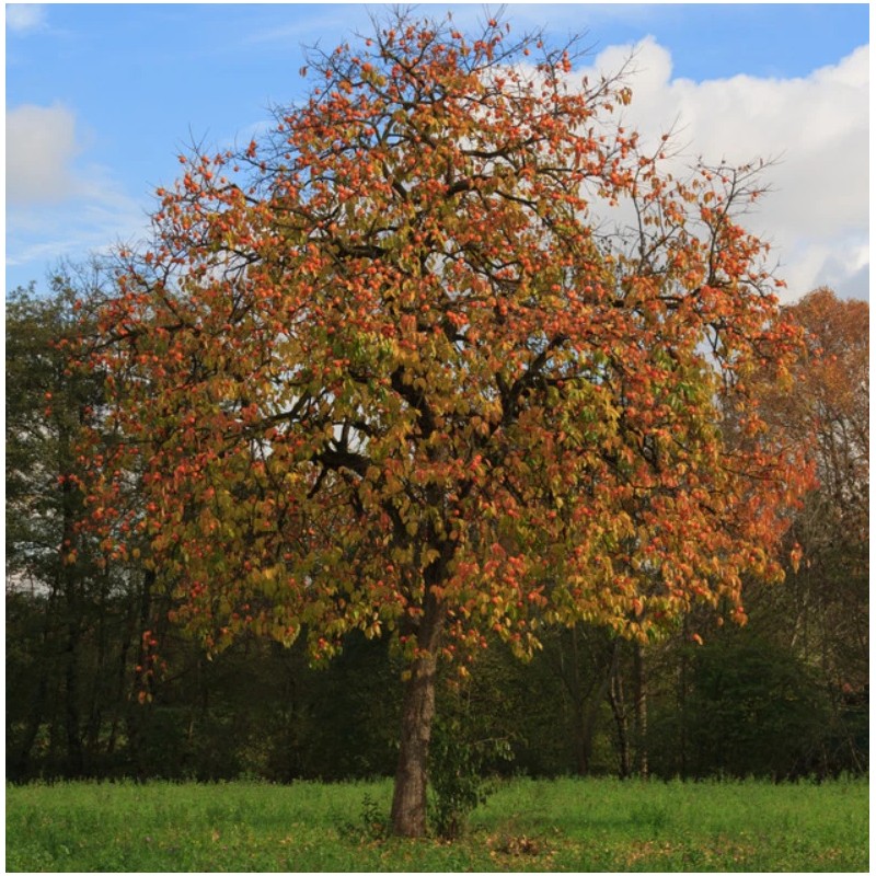 No Brand American Persimmon Tree - Live Plant 6-12" -