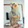 OKONOS Parrot Diaper with Bowtie Cute Reusable Flight Suit for