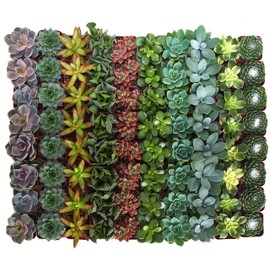 Shop Succulents Assorted Succulent Plant Pack Bulk Collection - Live Mini Succulent Plants, Low Maintenance, Mixture of Colors & Textures - Wedding and Party Favors, Gift & Garden, Pack of 32