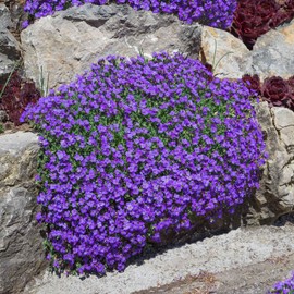 Eden Brothers Aubrieta Seeds - Whitewell Gem