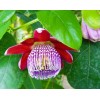 Buy Rare Seeds Passiflora alata | Fragrant Granadilla | Winged-stem
