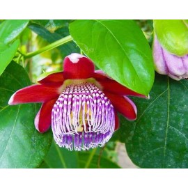Buy Rare Seeds Passiflora alata | Fragrant Granadilla | Winged-stem Passion Flower | 5_Seeds
