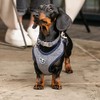 HUGO & HUDSON Tweed Dog Harness No Pull Adjustable Rear