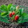 Relaxdays Strawberry Ripper, Set of 12, Snail Protection, Strawberries, Plastic,
