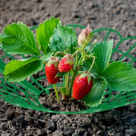 Relaxdays Strawberry Ripper, Set of 12, Snail Protection, Strawberries, Plastic, Strawberry Grid Against Rot & Mould, Green
