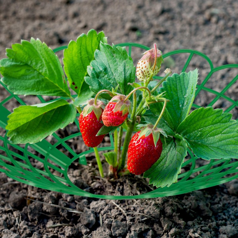 Relaxdays Strawberry Ripper, Set of 12, Snail Protection, Strawberries, Plastic,