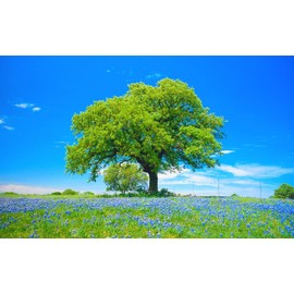 Painting Style Wallpaper Poster (Removable Seal Type), Grape Hyacinth, Flower Garden, Grape Hyacinth, Flower Garden, Characro, Wide Edition, 23.8 x 14.8 inches (603 x 376 mm), Architectural Wallpaper