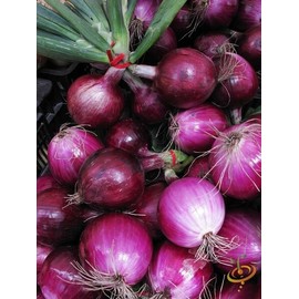 inherited seeds Onion Southport Red Globe Premium Heirloom 100+ seeds 100% Organic Grown in USA