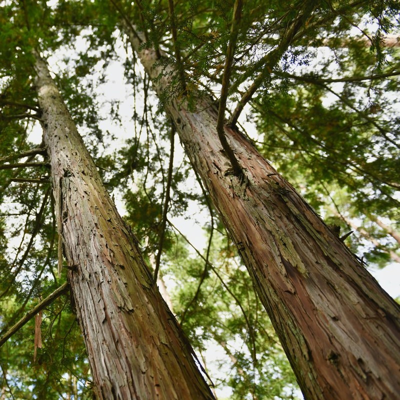 Kiso Hinoki 50ml Hinoki Incent Essential Oil Essential Oil