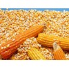 Organic Popcorn Kernels unpopped Non-GMO, Vegan Bulk Raw (2 lb)