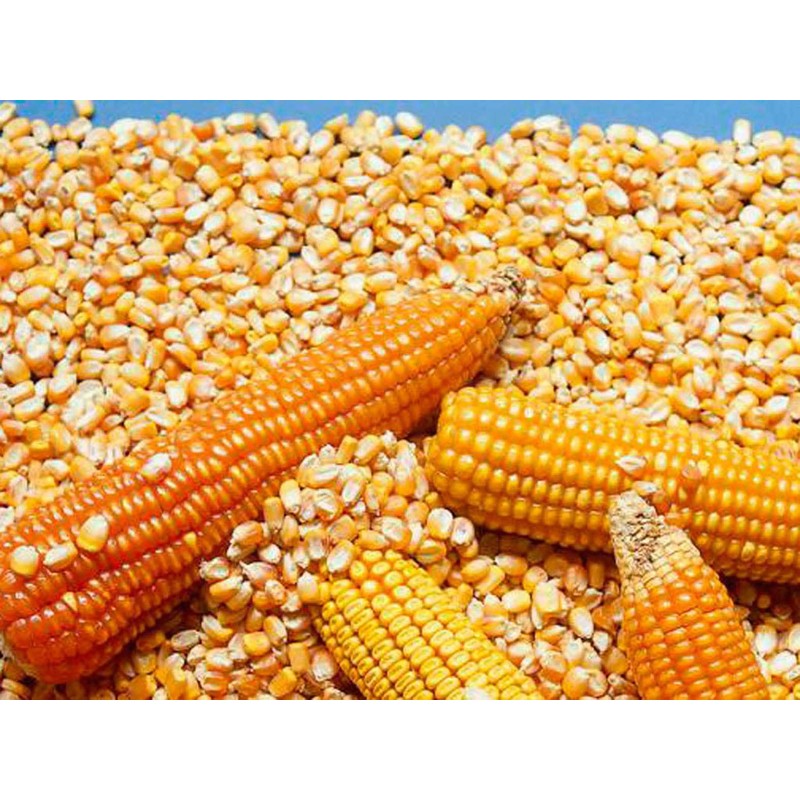 Organic Popcorn Kernels unpopped Non-GMO, Vegan Bulk Raw (2 lb)