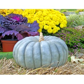 Seeds Rare Pumpkin Queensland Blue Giant Vegetable for Planting Non GMO