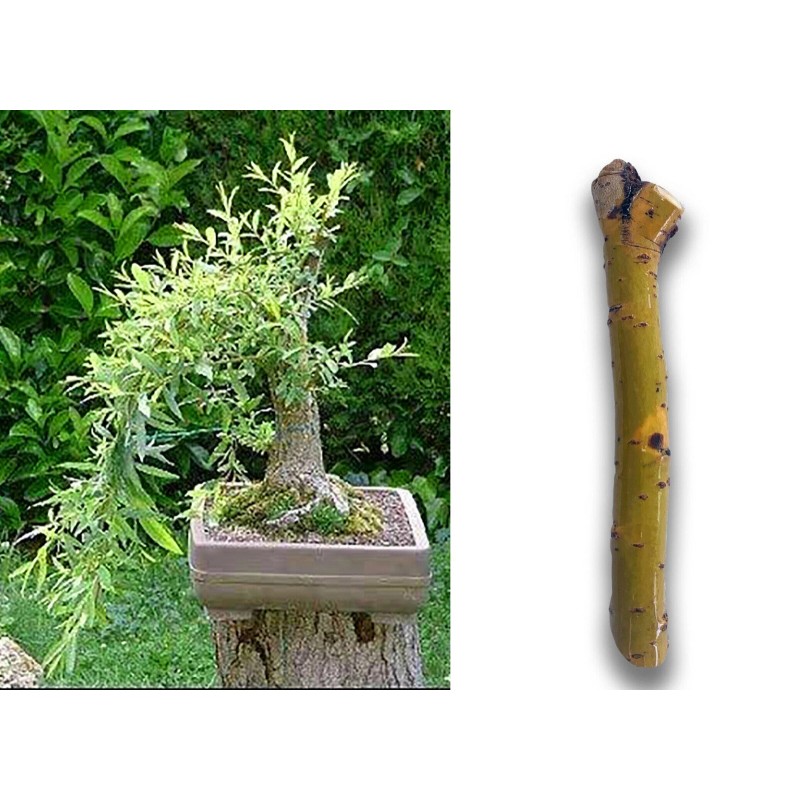 Willow Tree Black Willow Tree Bonsai! Exotic Cutting Starter with