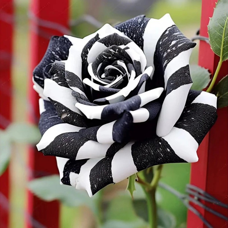 JQBay 20pcs Rare Black & White Rose Seeds Non GMO