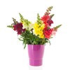 Snapdragon Cut Flower Mix Premium Seeds for Planting Packet