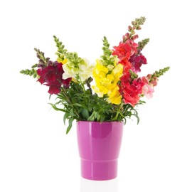 Snapdragon Cut Flower Mix Premium Seeds for Planting Packet