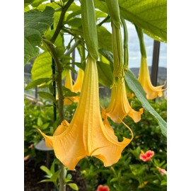 Plants 1 Live - Starter Plant, Yellow Angel Trumpet (Brugmansia) Tropical Plant.