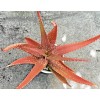 Aloe Rooted Aloe Dorotheae Red Sunset Aloe. 12-15 in Tall