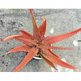 Aloe Rooted Aloe Dorotheae  Red Sunset Aloe. 12-15 in Tall Live Plant Succulent RARE