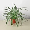 Spider Plant Reverse - Size: 4" Pot