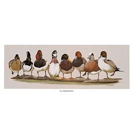 Picture Peddler All American Boys by Art La May Wild Ducks Merganser Mallard Wood Canvasback Redhead Pintail Overall Size 21.5x8.5 Image Size is 20x7