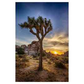 artboxONE Poster 30 x 20 cm Nature Joshua Tree Sunset Picture Joshua Tree America California