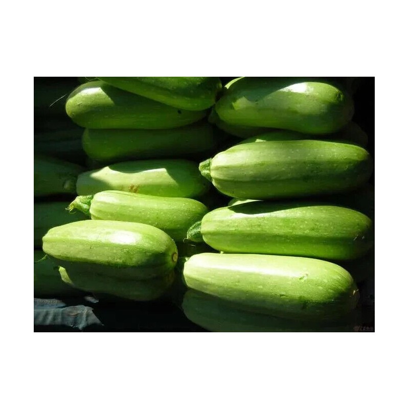 ATLAS Zucchini -Green Eden
