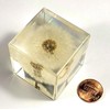 40mm Real Dandelion Snowflake Flower in Crystal Clear Lucite Resin