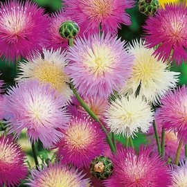 AMBERBOA moschata 'Imperialis Mix' (Sweet Sultan, Mixed) Flower Seeds, Fragrant, Lobe-Shaped Flowers, Seeds by MySeeds.Co, You Choose The Amount (0.5 oz)