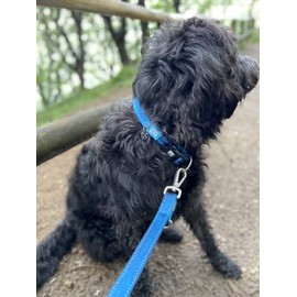 Max & Molly Matrix Smart ID Dog Collar, Ultra Comfortable Padded Neoprene Sport Dog Collar with Reflective Stitching and Lost Pet Protection, Large