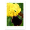 Iris, Flower of the Rainbow (Wall Calendar 2025 DIN A3