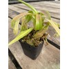 Nepenthes Sanguinea Pitcher Plant - Live Carnivorous - Beginner Friendly
