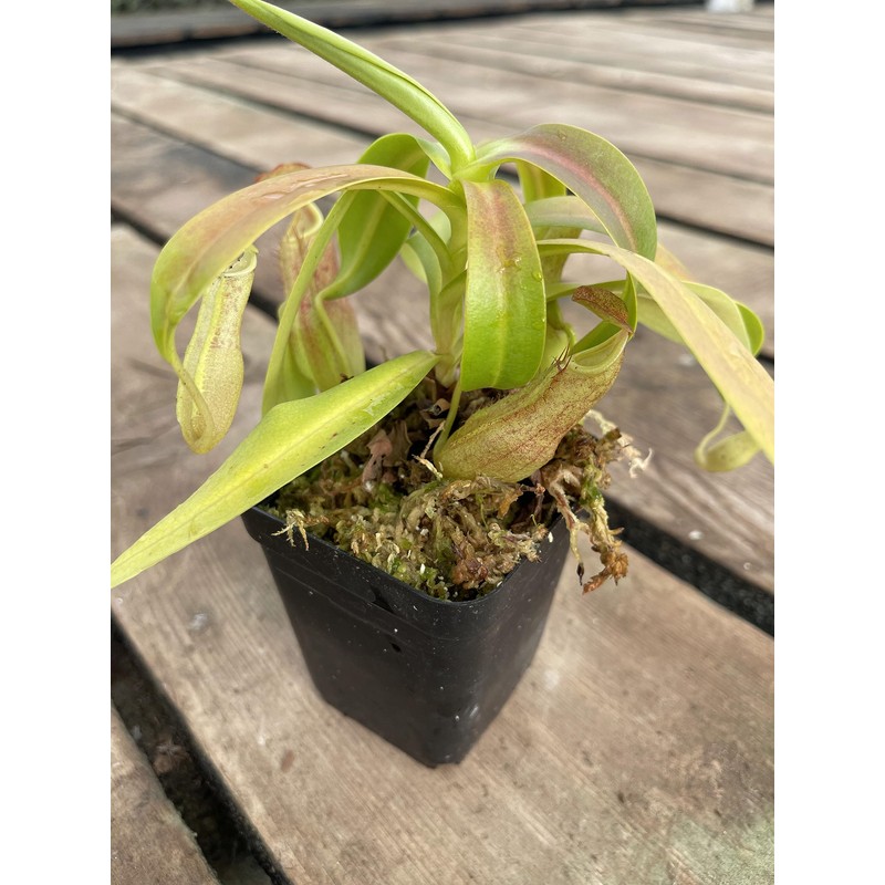 Nepenthes Sanguinea Pitcher Plant - Live Carnivorous - Beginner Friendly