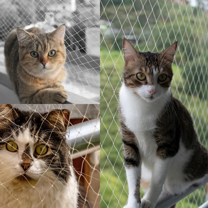 LINSOCLE Bird Protection Net 5 x 5 m, Stable Bird