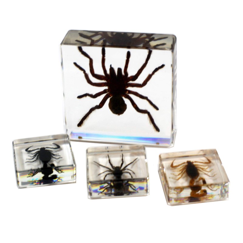 REAL BUG Scorpions & Spiders, Set of 4