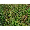 Pure Herbs: Bugleweed - 1 oz.