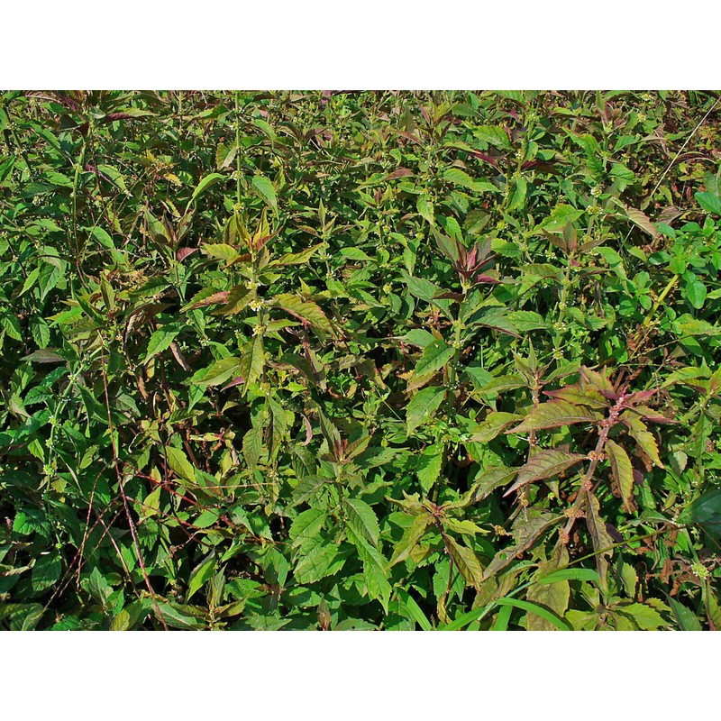Pure Herbs: Bugleweed - 1 oz.