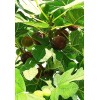Hardy Chicago Organic Fig Tree 3 Cuttings ---Hardy Chicago