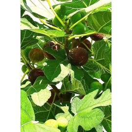 Hardy Chicago Organic Fig Tree 3 Cuttings       ---Hardy Chicago