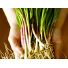 Wild Garlic Ramsons Buckrams Wild Onion 40 Non-GMO Seeds for