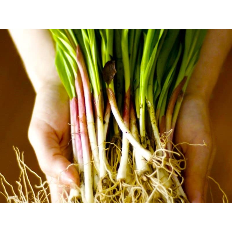 Wild Garlic Ramsons Buckrams Wild Onion 40 Non-GMO Seeds for