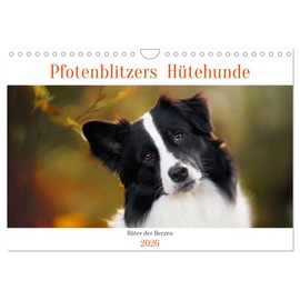 Pfotenblitzers Hütehunde - Hüter der Herzen (Wandkalender 2026 DIN A4 quer), CALVENDO Monatskalender