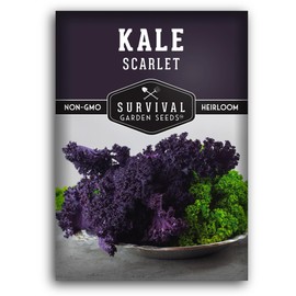 Scarlet Kale Seeds for Planting - 1 Packet with Instructions to Plant Edible & Ornamental Kale Vegetables in Your Home Food Garden - Non-GMO Heirloom Variety Purple Kale Seeds - Survival Garden Seeds