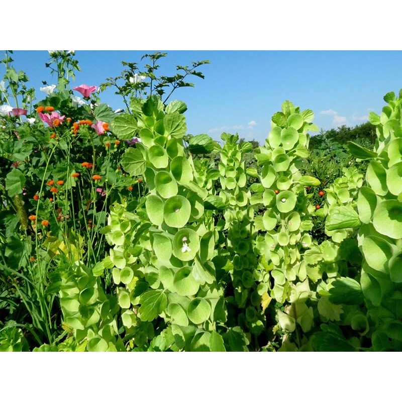 22Day Seeds: Seeds Bells of Ireland/Moluccella/Shellflower/Annual Flowers