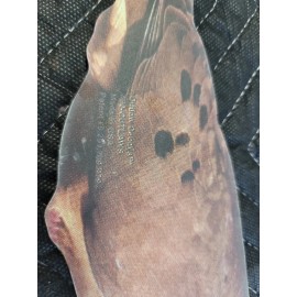 OUTLAW DECOYS DOVE DECOY SILO SILOUETTE x6 MADE IN USA